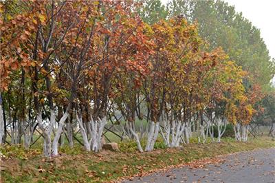 不同季节移植蒙古栎的注意事项及方法